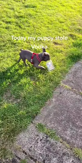 #fypシ  #vodka  #puppy  #frenchie  #frenchbulldog  #frenchiesoftiktok
