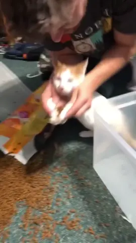 When you spill food…😂😂#greenscreenvideo#piquant #catsmoves #catsoftiktok #interseting  (original:@jennyjean0214 )#petlover #fypシ #fuuny #foryou