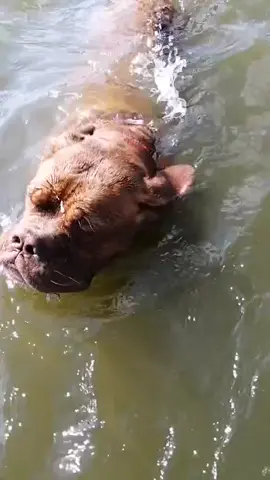 #миасс #бордос #бордоскийдог #кормдлясобак #рекомендации