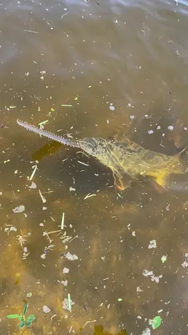 Sawfish in my backyard canal.               #catchandrelease #sawfish #capecoral #canal #florida #fish