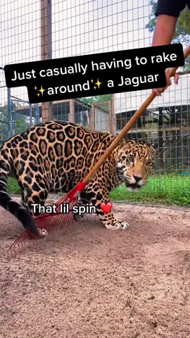 #NOTpets #ClearGenius #jaguar #jag #Love #beautiful #adorable #funny #Tank #clean #fypシ #foryou #foryoupage #cat #cats #florida #fyp #handsome