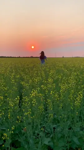 finally fulfilled my dream of running through a field at sunset  #sunset #flowerfields #prairies #saskatchewan #fyp #foryou
