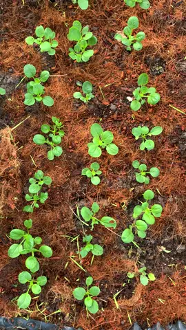 Cải 🌹 có hiện tượng bị sâu rồi 🥺#lamvuon #trồngrau #grow #thúvị