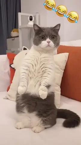 #catsoftiktok #cutecat #catstand #catstandingup