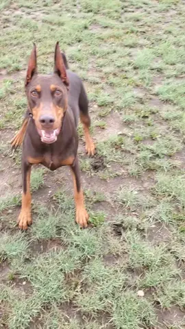 Ya, I'm mad the weekend is over too #3SecondGames #dogsoftiktok #doberman #mad #bark