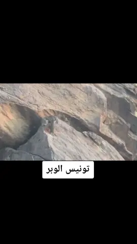 #صوت #تونيس #الوبر#اكسبلور