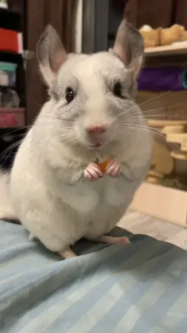 #шиншиллапломбирчик #chinchilla #шиншилла #fyp #foryou #питомецвтикток #милыеживотные #милоевидео #ночьнойжор