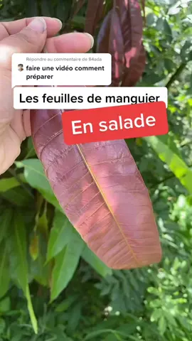 Répondre à @84ada  une petite salade de feuilles de manguier 😬 vous avez déjà testé? #martinique #manguier #salade #feuilleademanguier