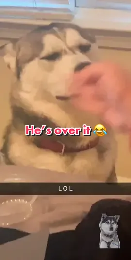 @isjennavarro #QuickBooksVictoryPose #fypシ #huskylife #attitude #trouble #comedy #doglove #spanishtiktok #bilengualdog