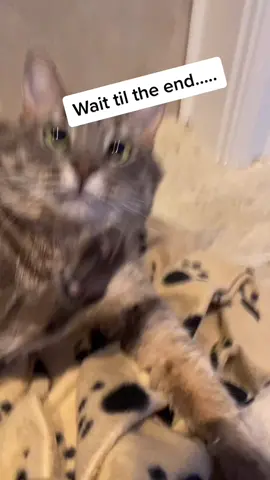 Great shots of Dizzy’s cross eyes #crosseyed #🥺 #cat #catsoftiktok #catlover #crosseyedcat #fypシ