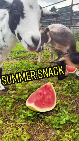 Goats enjoying summer! #Summer #watermelonsugar #goats #goatsoftiktok #nigeriandwarfgoatsoftiktok #arkansas #farm #goat #animals #funny #trending #fy