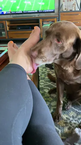 Anyone else’s dog obsessed with licking your feet?!? 🤣 #dogmom #labsoftiktok #labmom #lab #labrador