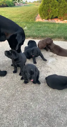 No music needed #puppysongs #puppiesoftiktok #puppies #bathtime