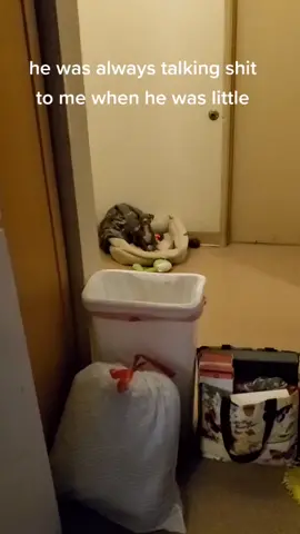 lol this dam puppy #funny #ilovemypitbull #animals #whatigotdog #pitbull #dog #funnyvideo #