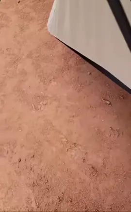 #fyp #military #miltok #fortbliss #militarycomedy #tarantula