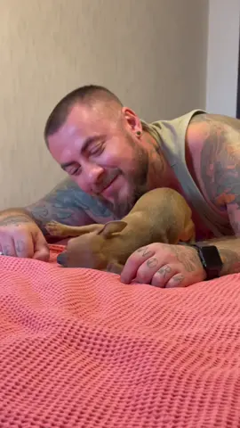 #chihuahuas #chihuahua #чихуахуа