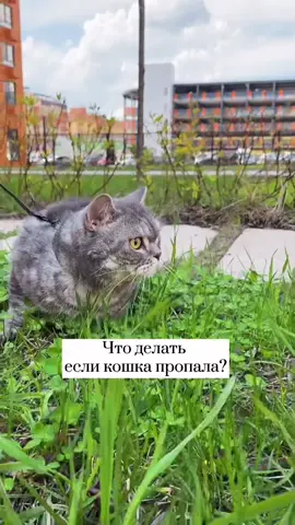 Пусть котики никогда не пропадают ♥️#пэт_вдоме #в_мире_питомцев #котикток