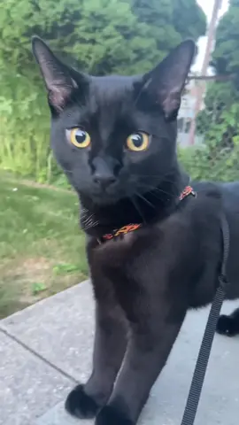 The most handsome boy 🐈‍⬛🌓🖤 #fyp #blackcats #bombaycats #blackcatsoftiktok #cutecats #catvideos #TheSuicideSquadMovie #QuickBooksVictoryPose