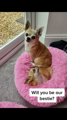 #foryourpage #primrose #bluebell