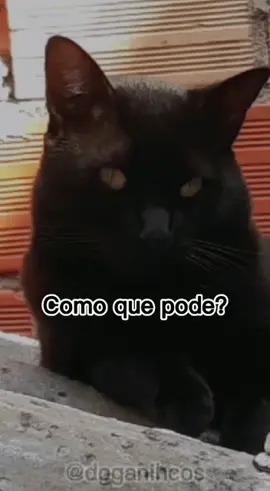 Mistérios da vida 🤭 #cats #animal #gato #gatostiktok #fy #viralvideo #petlover