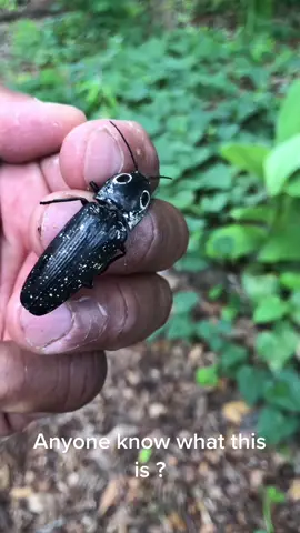 What is this ? #foryoupage #fyp #gardening #wildlife #floridawild #floridawildlife #bugs #weirdbugs #entomology #insects #whatisthis