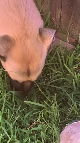 #fypシ #mascota #chavo271 #foryoupage #viral #mydog