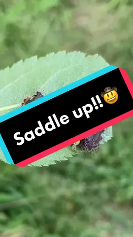 #caterpillar #saddlebackcaterpillar  #bugs #sting
