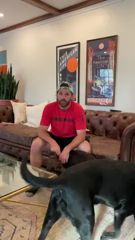 Use the energy for good! #DogTraining #DogTrainer #labradoodle #labradorpuppy  #Lab #labs #dogtips #crate #puppytips #fyp #fup #TheSuicideSquadMovie