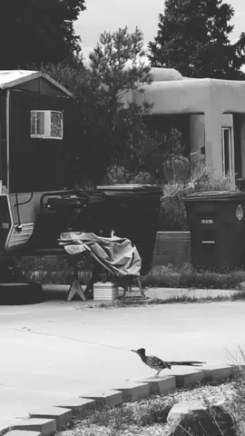HERE COME THE #HOTSTEPPER #runnin #Running #roadrunner #birdsoftiktok #wildlife #greaterroadrunner #albuquerque #newmexico