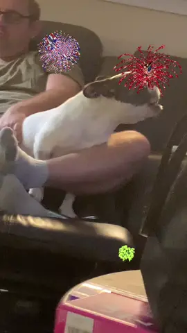 Dad stop those fireworks they scare me! If you don’t get off candy crush and stop those amateur pyrotechnics I’m going to pee on you! #frenchie
