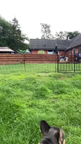 I even cant 😂😂😂😂😂😂😂😂 ! #frenchbulldog #frenchie #clumsydog #funnydog #ibeliveicanfly #fyp #dog #hilarious