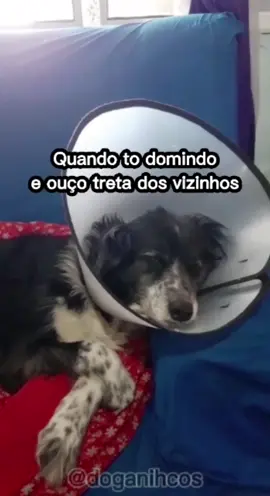 Treta das boas! 🤣 #cachorros #treta #fypage #virall #animallover #pet #cachorro #animais #memestiktok