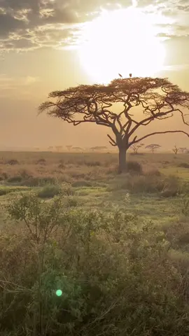 Sunsets in the Serengeti!  #tanzania #serengeti #Safari #Africa #blacktravel #blacktravelfeed