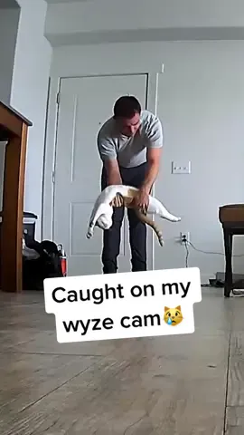 Whoever said cats don't greet you like a dog does when you come home? #wyzecam #catreaction #catdad #catlife