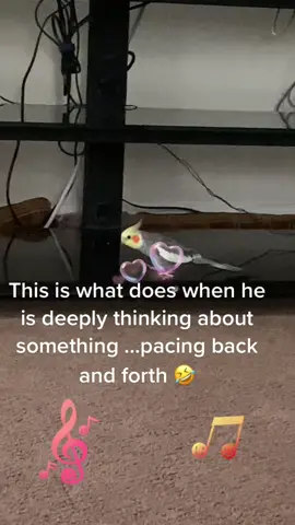 My is thinking about something!#petsoftiktokchallenge #birdsoftiktok #PetsOfTikTok #cockatielsontiktok #cockatiellovers #cute #fypシ #funny
