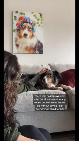 I’m in agony. I’ll forever fight for her. It isn’t over until it’s over. #australianshepherd #acutelymphoblasticleukemia #cancer #dogs