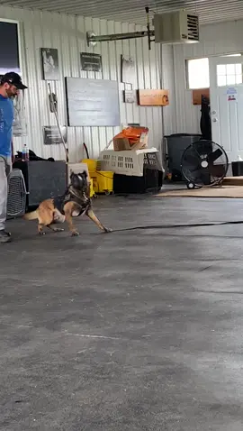 K9'S in training. #workingk9 #malinois #policek9