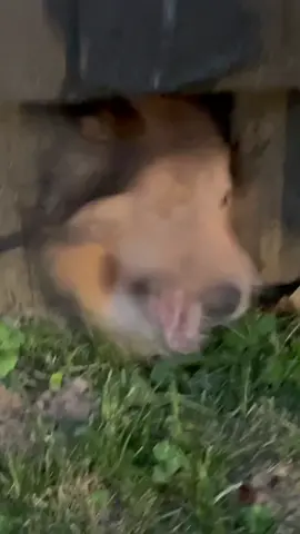 Episode #1 of the Gentleman Hounds-Clyde Saves the Day! #hounds #wildbeagle #rescuedogs #beaglesavestheday