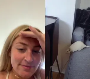 #duet with @clever_whiskers THIS RAT DID NOT JUST DO THAT.