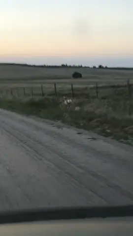 pronghorn racing 💨  #zoomzoom #fastasfkboi #antelope #colorado #coloradocheck #countrylife #dirtroads #WelcomeBack #LiveFlowSweatDuet #fypシ