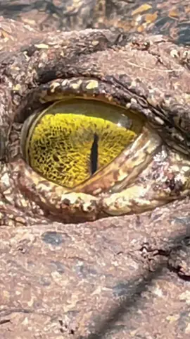 the eyes 👀 #worklife #crocodile #eyes #naturelover #onthejob #crocodilesoftiktok
