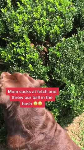 #fetchislife #notcoolmom  #labsoftiktok #viral #funnydogs #funnyanimals