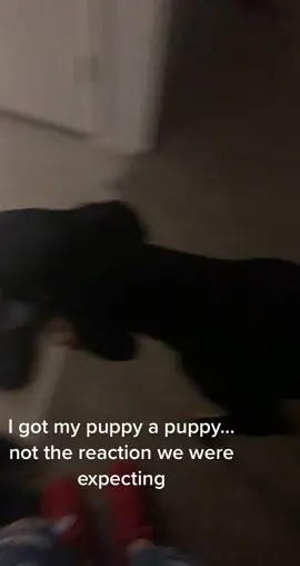 She’s fine they’re best friends now#SummerMashup #doberman #puppy