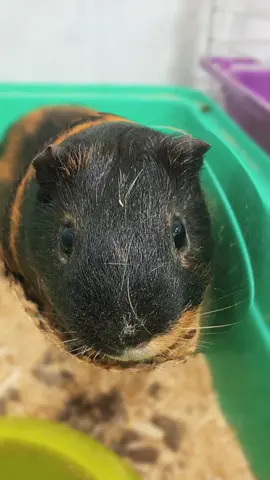 #bigpigass #морскиесвинки #стивенибенедикт #guineapigs #грызуны