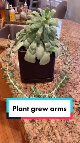 Help me #PlantTok #plant #succulants #winorfail #SummerMashup #HPRadicalReuse #WelcomeBack