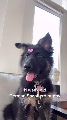 #gsdpuppies #gsdpuppiesoftiktok #gsdlover #gsdpuppy #germanshepherd #germanshepherdpuppy #puppylove  #bestfriendsforever #fypシ #foryoupage