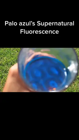Have you seen #paloazul tea’s supernatural #fluorescence ? Its beauty and health benefits are so incredible its like holding magic!💙#magic #tea #art