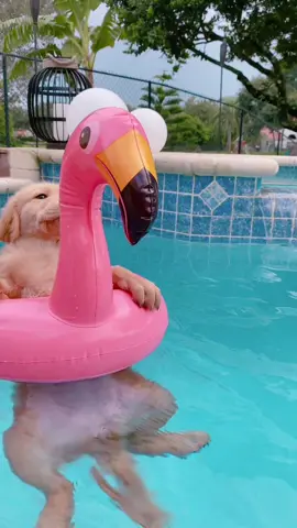 #goldenretriever #goldenretrieverlife #golden #puppy #pup #puppylove #pool #poolday #chill #flamingo #floating #riley #puppiesoftiktok
