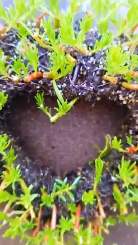 Do you like such plants?#plants #gardening #garden