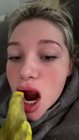 someone please tell me if my bird is the only one that does this goofy shi #birds #teeth #dive #fypシ